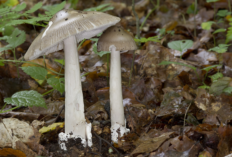 Amanita pachyvolvata